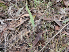 Caladenia leptochila