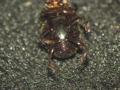 Onthophagus unifasciatus
