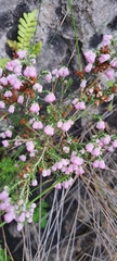 Erica quadrangularis