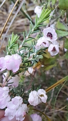 Erica quadrangularis