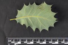 Quercus palmeri