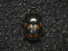 Onthophagus unifasciatus