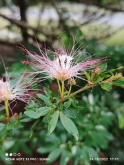 Calliandra tergemina