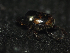 Onthophagus unifasciatus