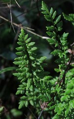 Cheilanthes sieberi