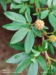 Calliandra tergemina