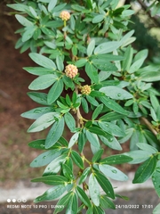 Calliandra tergemina