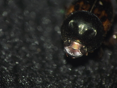 Onthophagus unifasciatus
