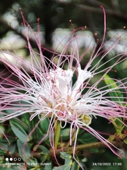Calliandra tergemina