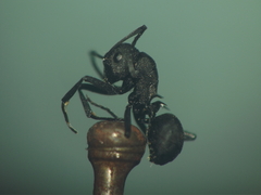 Polyrhachis lacteipennis