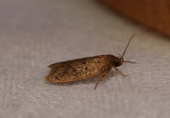 Oecophorinae