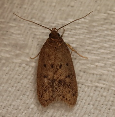 Oecophorinae