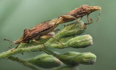 Harmostes fraterculus