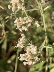 Eupatorium semiserratum