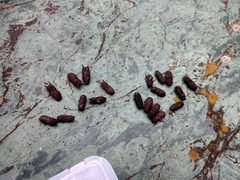 Velutinodorcus carinulatus