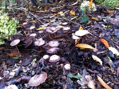 Psathyrella