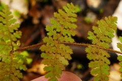 Hypolepis rufobarbata