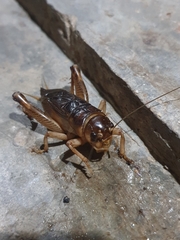 Tarbinskiellus portentosus