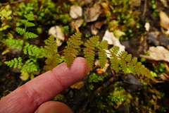 Hypolepis rufobarbata