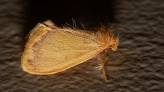 Euproctis fimbriata