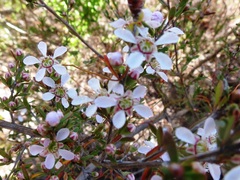 Leptospermum semibaccatum