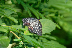 Hestina assimilis
