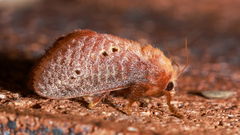 Doratifera quadriguttata