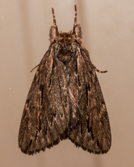 Ecnomodes sagittaria