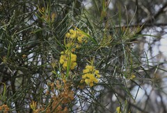 Acacia ingramii