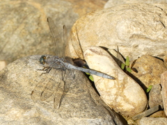 Orthetrum chrysostigma