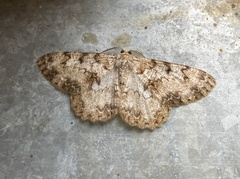 Hypomecis punctinalis