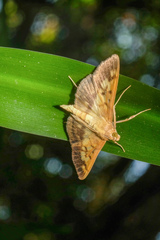 Syllepte sellalis