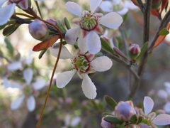 Leptospermum semibaccatum