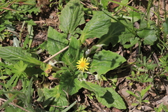 Cymbonotus lawsonianus