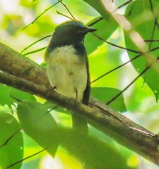 Cyornis hainanus