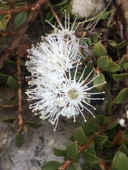 Kunzea pomifera