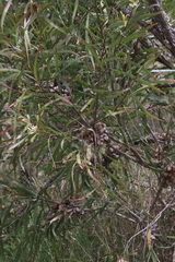 Hakea eriantha