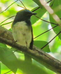 Cyornis hainanus