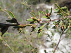 Leptospermum semibaccatum