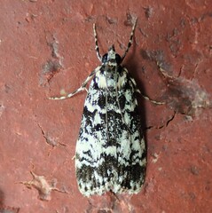 Scoparia exhibitalis