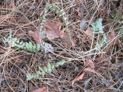 Oxytropis strobilacea