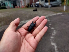 Aegus laevicollis formosae