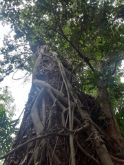 Melaleuca leucadendra