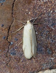 Philobota protecta