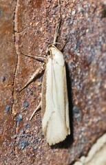 Philobota protecta