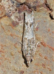 Crocidosema plebejana