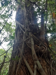 Melaleuca leucadendra