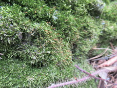 Rhynchostegium confertum