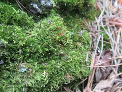 Rhynchostegium confertum