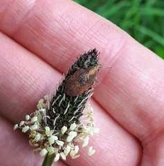 Gonipterus platensis